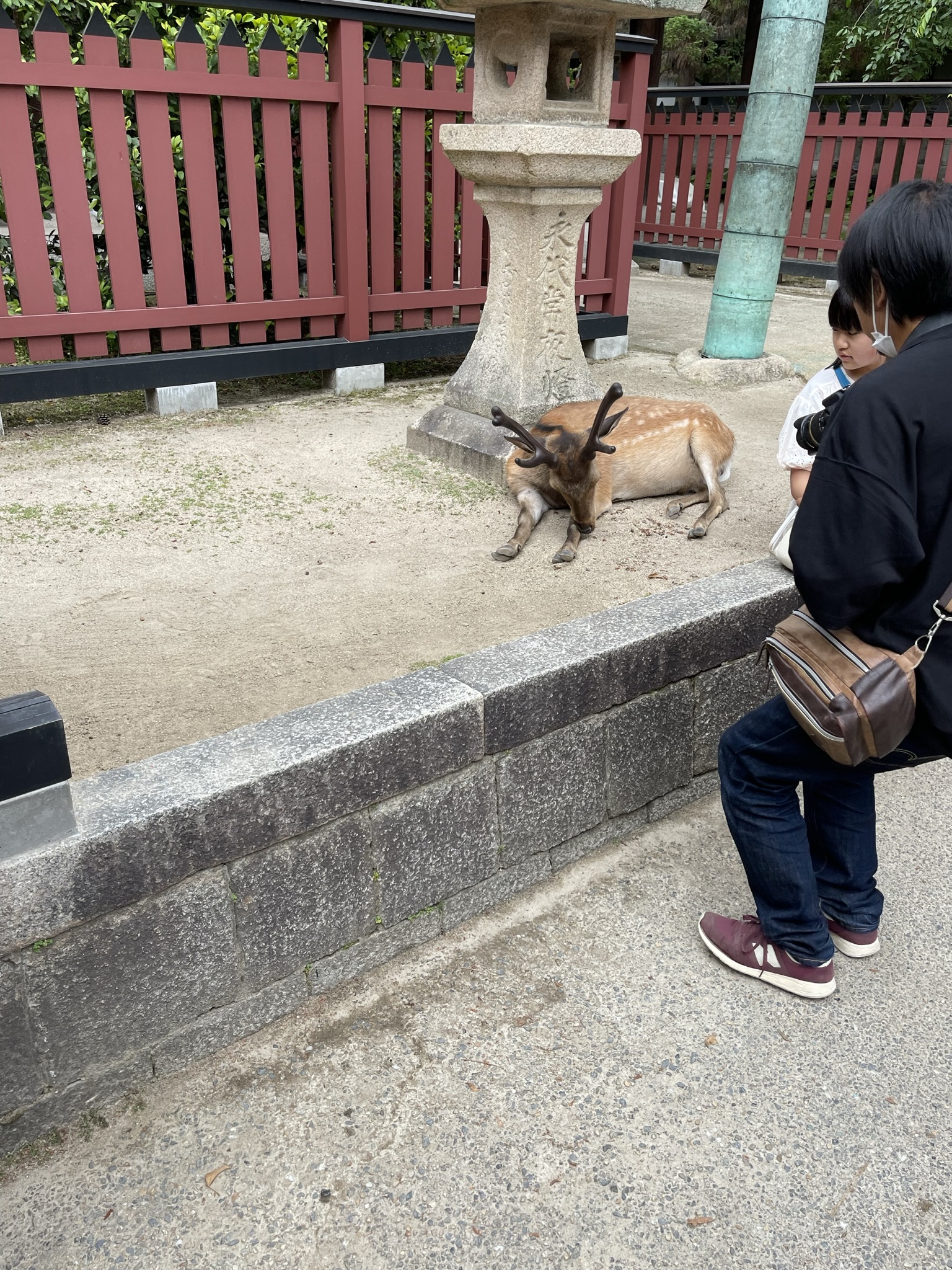 Hiroshima- Nara Deer